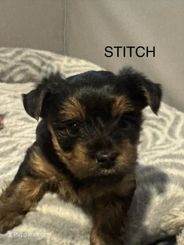 Stitch – Yorkshire Terrier puppy for sale in Saint Cloud, FL