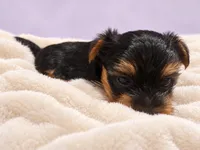 Lily, a female Yorkshire Terrier for sale in Saint Cloud, FL – 3 of 9
