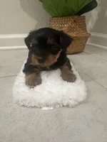 Ace, a male Yorkshire Terrier for sale in Saint Cloud, FL – Photo 4 of 4