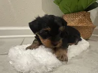 Ace, a male Yorkshire Terrier for sale in Saint Cloud, FL – Photo 3 of 4