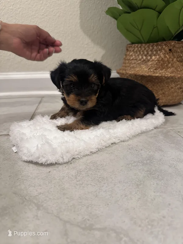 Ace – Yorkshire Terrier puppy for sale in Saint Cloud, FL