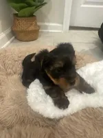 Ace, a male Yorkshire Terrier for sale in Saint Cloud, FL – Photo 2 of 4