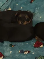 Princess , a female Yorkshire Terrier for sale in Saint Cloud, FL – Photo 2 of 2