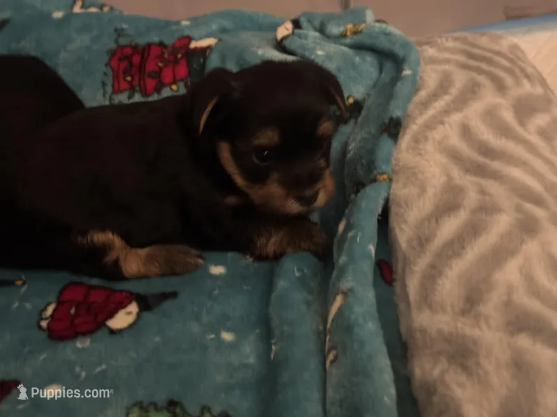 Princess  – Yorkshire Terrier puppy for sale in Saint Cloud, FL