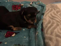 Princess , a female Yorkshire Terrier for sale in Saint Cloud, FL – Photo 1 of 2