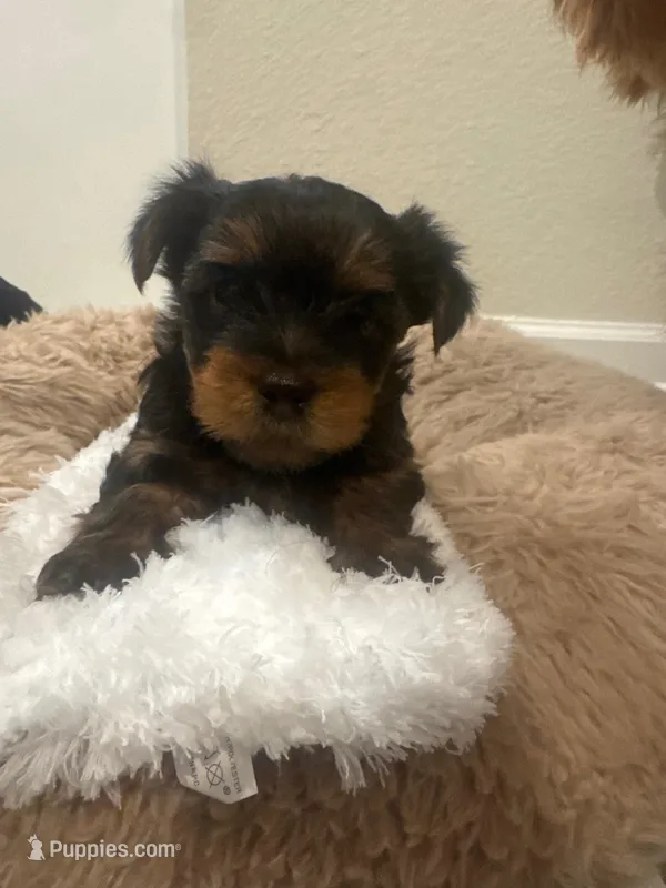 Snoopy – Yorkshire Terrier puppy for sale in Saint Cloud, FL