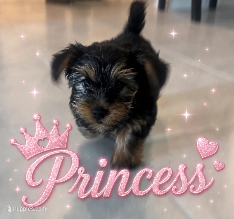 Princess  – Yorkshire Terrier puppy for sale in Saint Cloud, FL