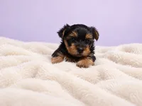 Lily, a female Yorkshire Terrier for sale in Saint Cloud, FL – 4 of 9
