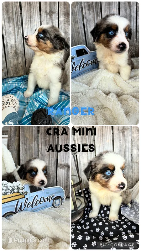 Ranger – Miniature Australian Shepherd puppy for sale in Center, TX