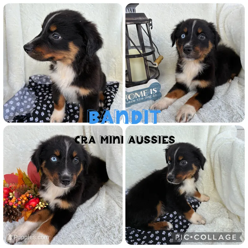 Bandit – Miniature Australian Shepherd puppy for sale in Center, TX
