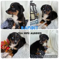Bandit, a male Miniature Australian Shepherd for sale in Center, TX – 1 of 5