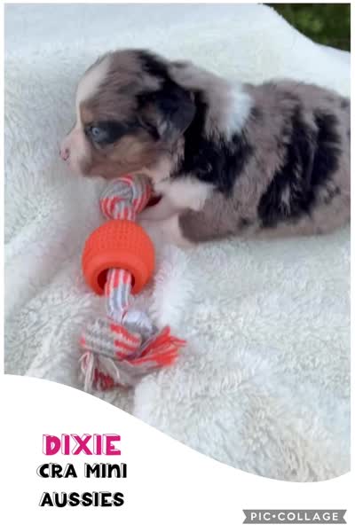 Dixie, a female Miniature Australian Shepherd for sale in Center, TX – 3 of 3
