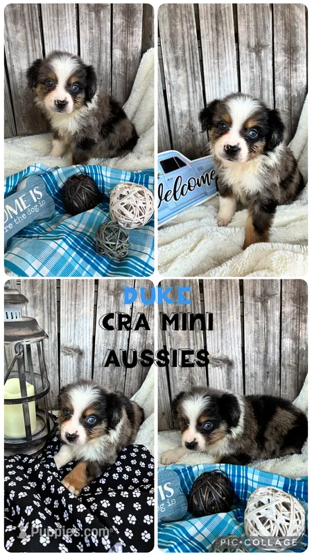 Duke – Miniature Australian Shepherd puppy for sale in Center, TX