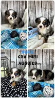 Duke, a male Miniature Australian Shepherd for sale in Center, TX – 2 of 5