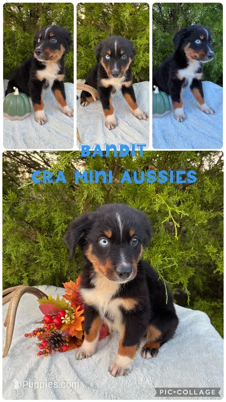 Bandit – Miniature Australian Shepherd puppy for sale in Center, TX