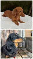 Meadow, a female Miniature Dachshund for sale in Center, TX – 2 of 2