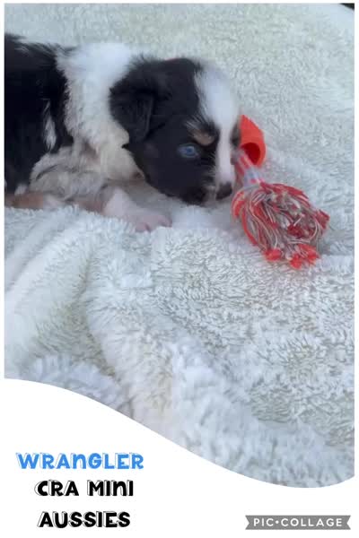 Wrangler, a male Miniature Australian Shepherd for sale in Center, TX – 3 of 3