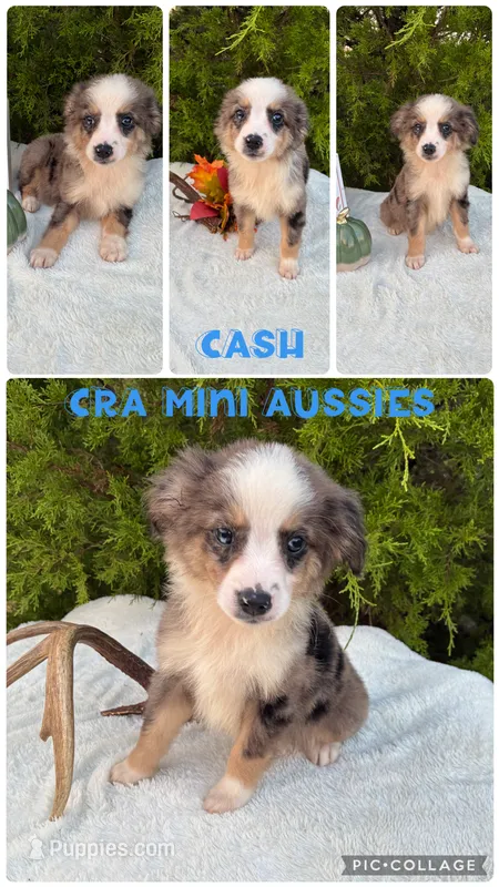 Cash – Miniature Australian Shepherd puppy on hold in Center, TX