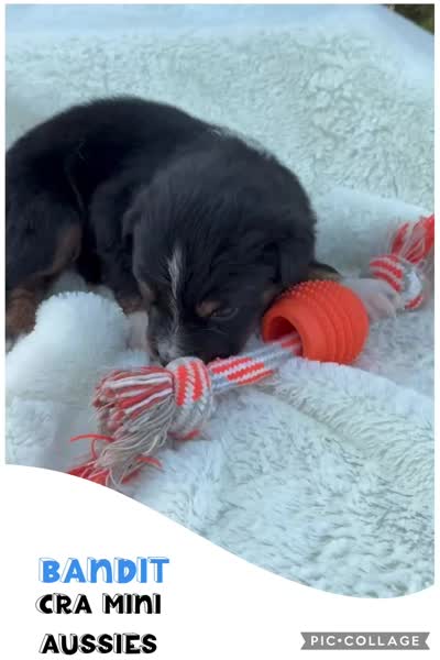 Bandit, a male Miniature Australian Shepherd for sale in Center, TX – 3 of 3