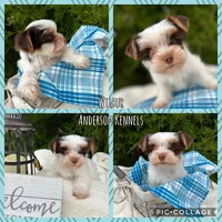 Wilbur, a male Yorkshire Terrier for sale in Center, TX – Photo 3 of 5