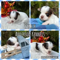 Wilbur, a male Yorkshire Terrier for sale in Center, TX – Photo 5 of 5