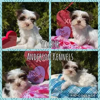 Wilbur, a male Yorkshire Terrier for sale in Center, TX – Photo 1 of 5