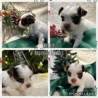 Wilbur, a male Yorkshire Terrier for sale in Center, TX – Photo 4 of 5