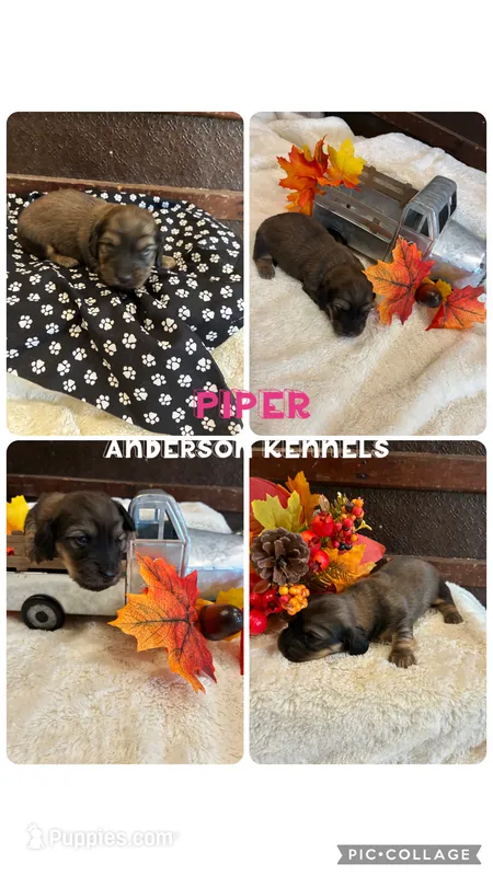 Piper – Miniature Dachshund puppy for sale in Center, TX