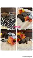 Piper, a female Miniature Dachshund for sale in Center, TX – 1 of 2