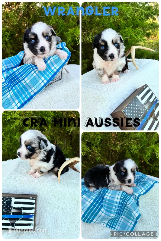 Wrangler – Miniature Australian Shepherd puppy for sale in Center, TX