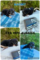 Bandit, a male Miniature Australian Shepherd for sale in Center, TX – 2 of 3
