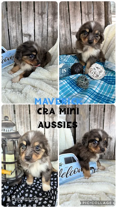 Maverick  – Miniature Australian Shepherd puppy for sale in Center, TX