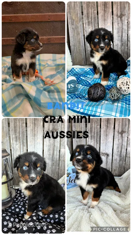 Bandit – Miniature Australian Shepherd puppy for sale in Center, TX