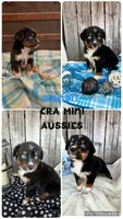 Bandit, a male Miniature Australian Shepherd for sale in Center, TX – 2 of 5