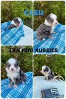 Cash, a male Miniature Australian Shepherd for sale in Center, TX – 1 of 3