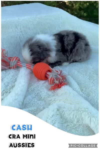 Cash, a male Miniature Australian Shepherd for sale in Center, TX – 3 of 3
