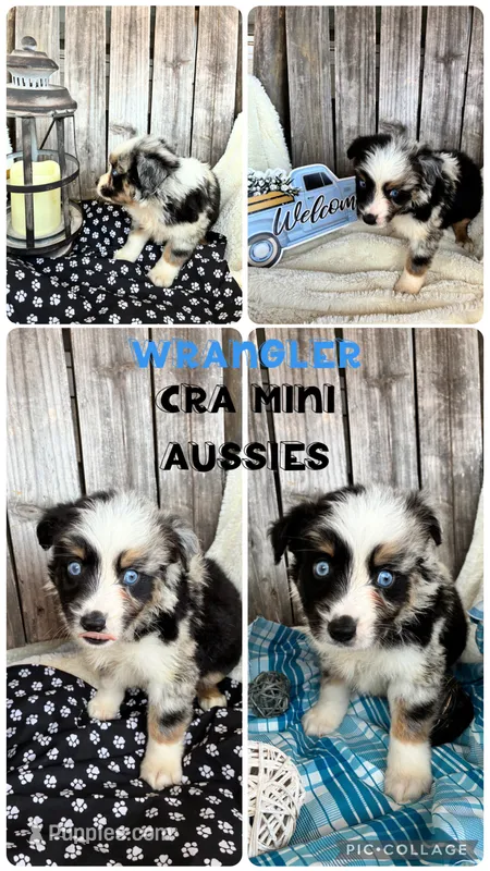 Wrangler – Miniature Australian Shepherd puppy for sale in Center, TX