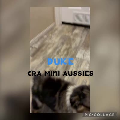 Duke, a male Miniature Australian Shepherd for sale in Center, TX – 5 of 5