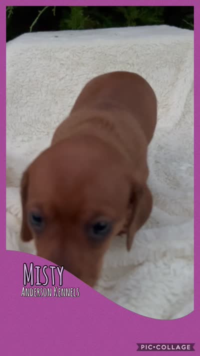 Misty, a female Miniature Dachshund for sale in Center, TX – 2 of 2