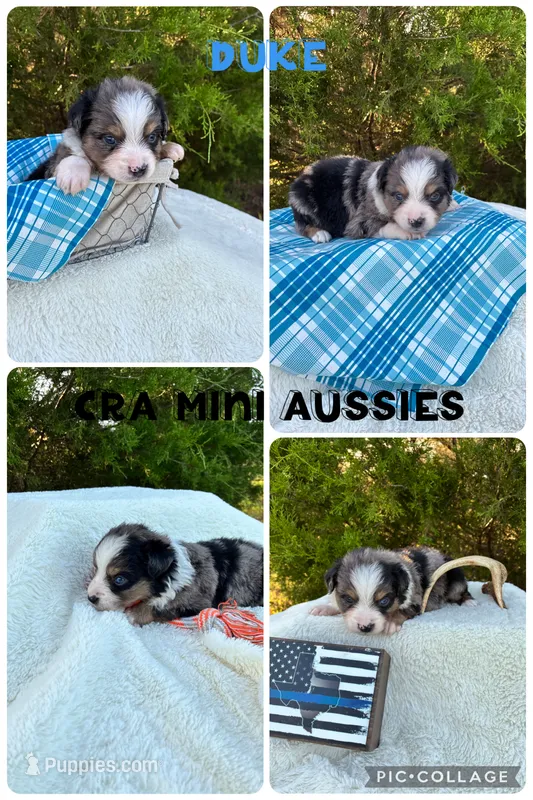Duke – Miniature Australian Shepherd puppy for sale in Center, TX