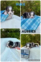 Duke, a male Miniature Australian Shepherd for sale in Center, TX – 1 of 3