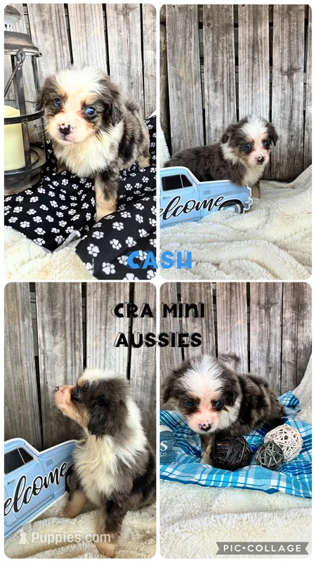 Cash – Miniature Australian Shepherd puppy for sale in Center, TX