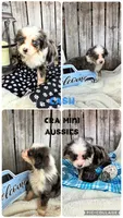 Cash, a male Miniature Australian Shepherd for sale in Center, TX – 2 of 5