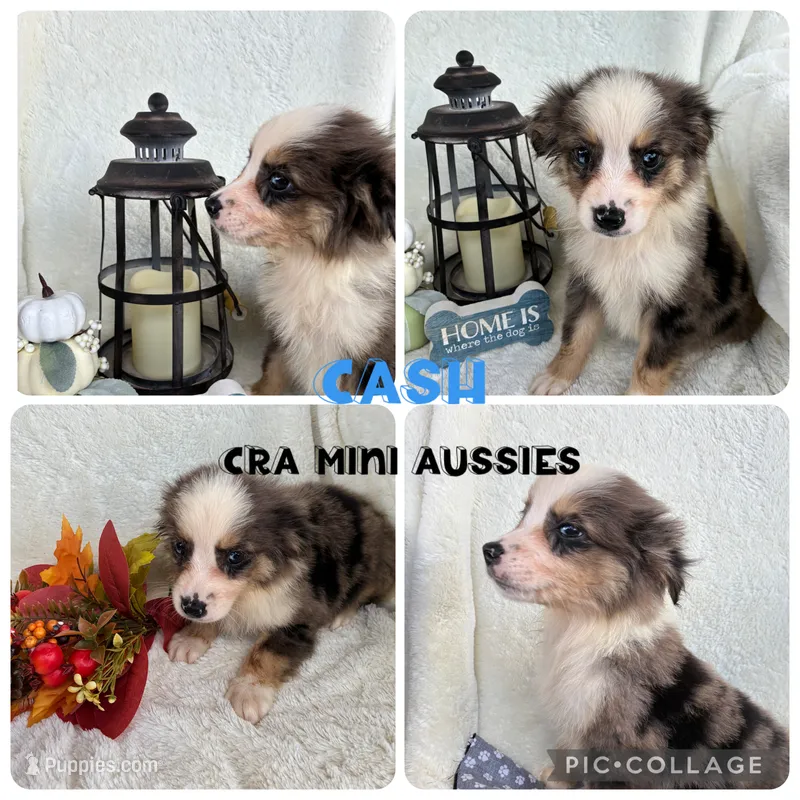 Cash – Miniature Australian Shepherd puppy for sale in Center, TX