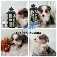 Cash, a male Miniature Australian Shepherd for sale in Center, TX – 1 of 5