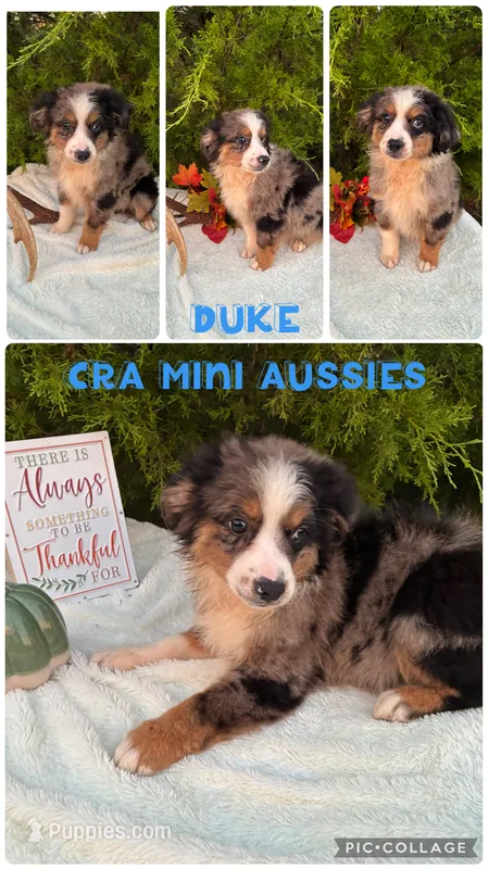 Duke – Miniature Australian Shepherd puppy for sale in Center, TX
