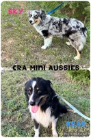 Outlaw, a male Miniature Australian Shepherd for sale in Center, TX – 2 of 3