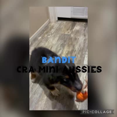 Bandit, a male Miniature Australian Shepherd for sale in Center, TX – 5 of 5