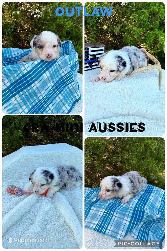 Outlaw – Miniature Australian Shepherd puppy for sale in Center, TX