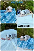 Outlaw, a male Miniature Australian Shepherd for sale in Center, TX – 1 of 3